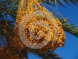 Closeup of orange dates on a palm tree