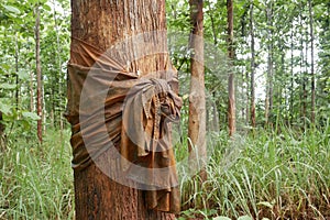 Closeup of orange and dirty holy cloth covering tree trunk in humid forest