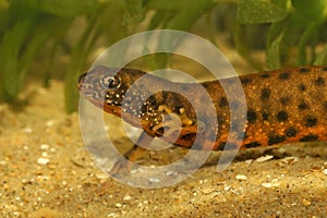 Closeup on an orange female of the Danube crested newt, Triturus dobrogicus, underwater