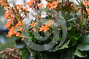 Closeup of orange florist kalanchoes