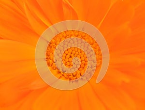 Closeup of an orange flower