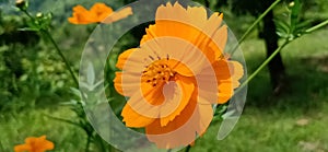 CLOSEUP ORANGE FLOWER WITH LANDSCAPE