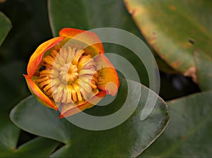 Closeup orange flower of Nuphar japonica ,rubraticum plants with blurred background