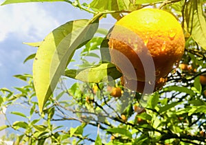 Closeup of orange fruit