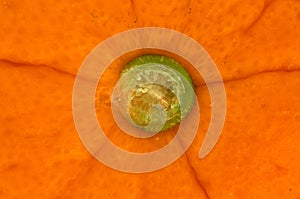 Closeup of orange fruit photo