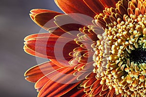 Closeup of orange gerber daisy