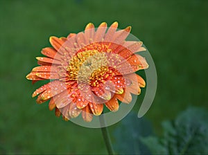 Closeup orange gerbera  daisy flower, Transvaal daisy with water drops in the garden