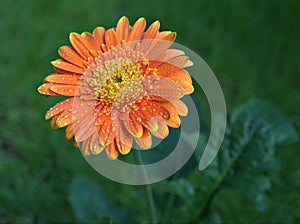 Closeup orange gerbera  daisy flower, Transvaal daisy with water drops  in the garden