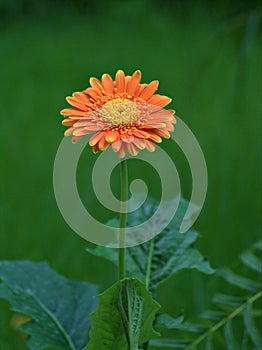 Closeup orange gerbera daisy with water drops in the garden
