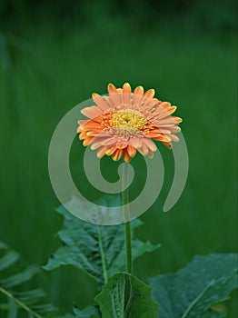 Closeup orange gerbera daisy with water drops in the garden