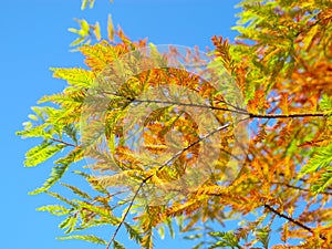 Closeup of orange and green autumncolors of Bald Cypress tree Taxodium distichum in a bright blue sky