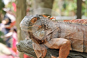 Closeup of orange iguana climbing the tree