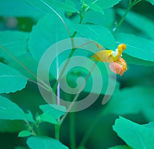 Closeup of a Orange Jewelweed wildflower