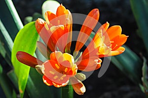 Closeup of orange Kaffir Lily flower