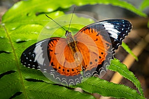 Closeup of the Orange Lacewing butterfly