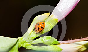 Closeup of orange ladybug on the flower