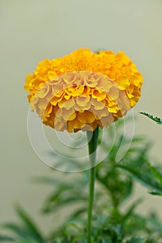 closeup the orange marigold flower growing with leaves in the garden soft focus green brown background