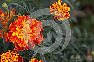 Closeup of orange marigold flowers and foliage