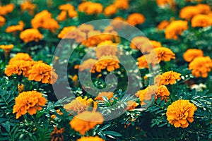 closeup of orange marigolds with green leaves in garden