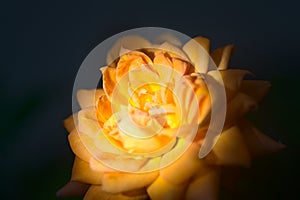Closeup of an orange miniature rose