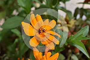 Closeup of orange ochna flowers