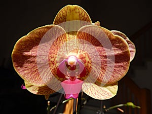 Closeup on orange orchid