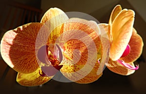 Closeup on orange orchids