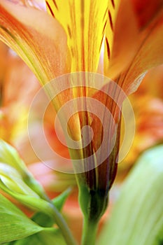 Closeup of orange Peruvian lily flower