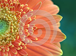 Closeup orange petal of Gerbera daisy flower ,Transvaal in garden with blurred background