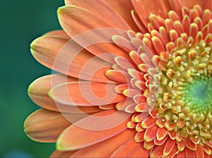 Closeup orange petal of Gerbera daisy flower ,Transvaal in garden with blurred background