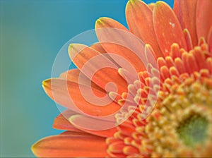 Closeup orange petal of Gerbera daisy flower ,Transvaal in garden with blurred background