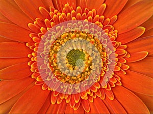 Closeup orange petal of Gerbera daisy flower ,Transvaal in garden with blurred background