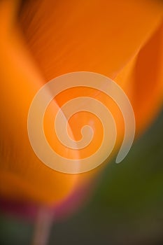 Closeup of an Orange Poppy