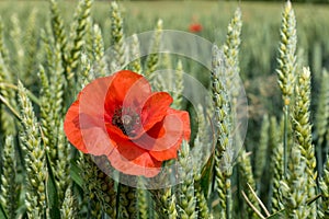 Closeup of a orange poppy flower in a green field of cereal
