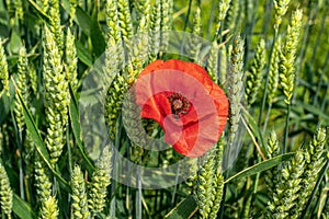 Closeup of a orange poppy flower in a green field of rye