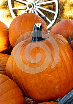 Closeup of Orange Pumpkins at a Rustic Pumpkin Patch