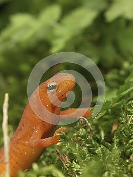 Closeup on an orange red eft juvenile of the Eastern or red-spotted Newt, Notophthalmus viridescens