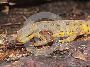 Closeup on an orange red eft juvenile of the Eastern or red-spotted Newt, Notophthalmus viridescens