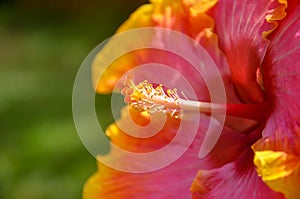 Closeup of an orange and red hibiscus flower showing stigma and stamen