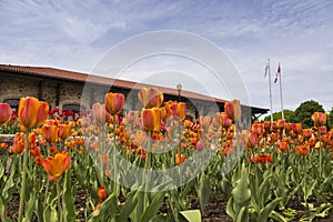 Closeup of orange and red tulips with the historic Mount-Royal Chalet in the background