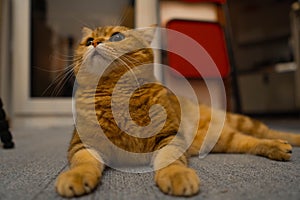 Closeup of an orange tabby cat lying on the floor of a house