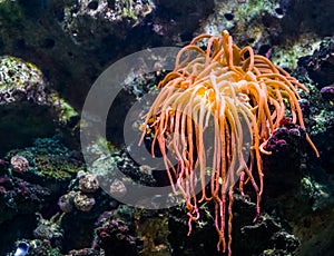 Closeup of a orange tentacled sea anemone, tropical invertebrate specie, living flowers of the sea