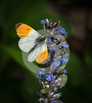 Closeup of an orange tip butterfly on Ajuga reptans