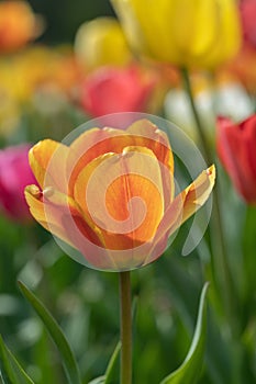 Closeup of an orange tulip blossoom.