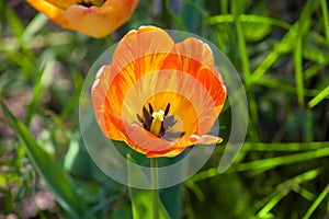 Closeup on orange tulip in green grass
