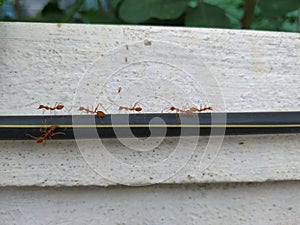 Closeup of Orange Weaver Ants working together above the black wire isolated on white background