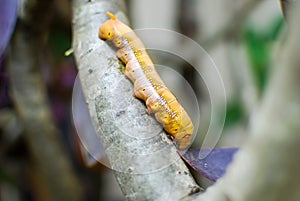 Closeup of orange worm caterpillar