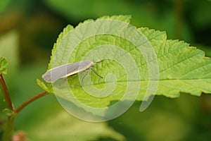 Closeup of a orange yellow, common footman moth, Eilema lurideola sitting on a green leaf