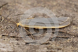 Closeup of a orange yellow, common footman moth, Eilema lurideola, sitting on wood