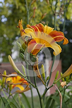 Closeup of Orange and Yellow Tiger Lily